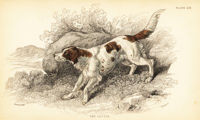 塞特犬，犬类狼疮（犬指数） 作者 威廉家蜥蜴队