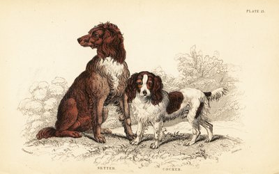 赛特犬和可卡犬，熟悉的狼犬 作者 威廉家蜥蜴队