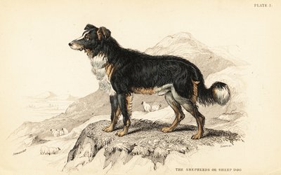 牧羊犬或牧羊犬，犬类狼疮（家犬） 作者 威廉家蜥蜴队
