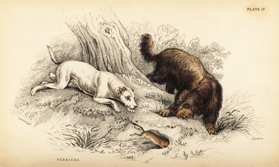 光毛梗和苏格兰或线毛梗，熟悉狼犬（Canis terrarius）。 作者 威廉家蜥蜴队