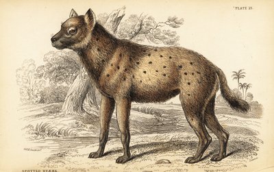 斑鬣狗或笑鬣狗, Crocuta crocuta (Hyaena crocuta) 作者 威廉家蜥蜴队