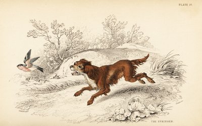 Springer or English springer spaniel, Canis lupus familiaris 作者 威廉家蜥蜴队
