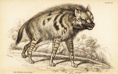 Striped hyena, Hyaena hyaena 作者 威廉家蜥蜴队
