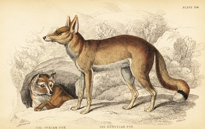叙利亚狐狸或Taaleb，Vulpes thaleb（或Blanford的狐狸，Vulpes cana？）和埃及狐狸或Sabora，Vulpes vulpes niloticus 作者 威廉家蜥蜴队