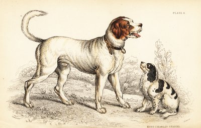 高山犬或大圣伯纳犬、犬类狼疮和查尔斯国王猎犬、犬类狼疮 (Canis extrarius) 作者 威廉家蜥蜴队