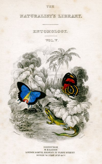 博物学家图书馆，昆虫学，第五卷，蝴蝶，c1833-1865。 作者 威廉家蜥蜴队