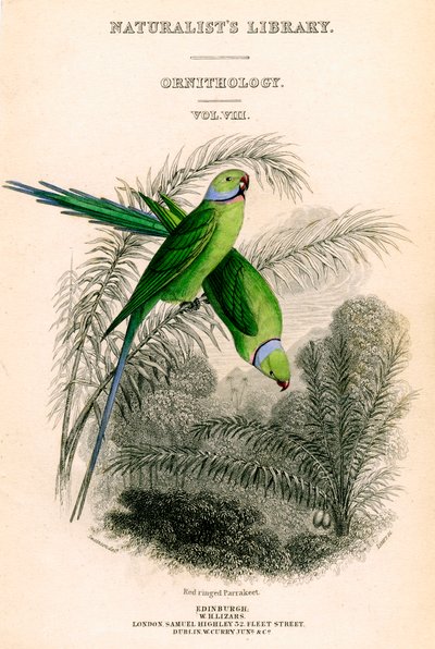 博物学家图书馆，《鸟类学》第八卷，红环Parrakeet，c1833-1865。 作者 威廉家蜥蜴队