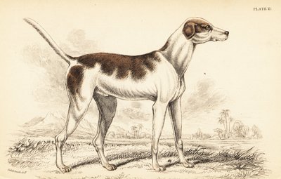东方猎犬（Canis lupus familiaris）。 作者 威廉家蜥蜴队