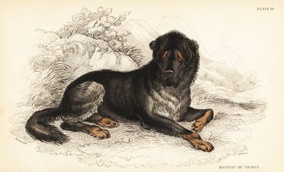 藏獒，熟悉的狼犬（西藏的獒，Canis urcani）。 作者 威廉家蜥蜴队