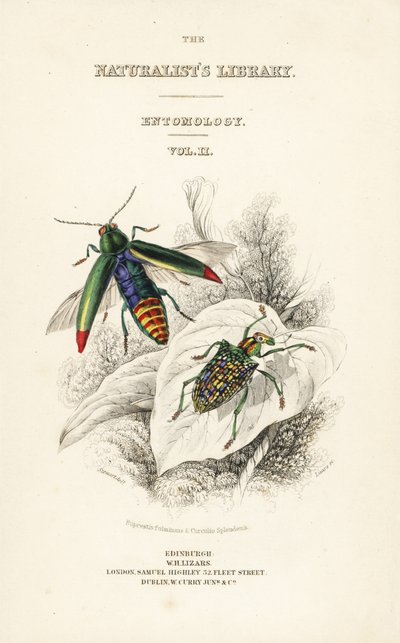 标题页有宝石甲虫、Chrysochroa fulminans 和斑纹钻石甲虫、 Curculio splendens 的小插图 作者 威廉家蜥蜴队