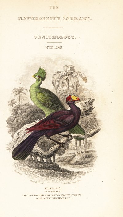 标题页带有几内亚 turaco、Tauraco persa buffoni 和紫罗兰色 turaco、Musophaga violacea 的小插图 作者 威廉家蜥蜴队