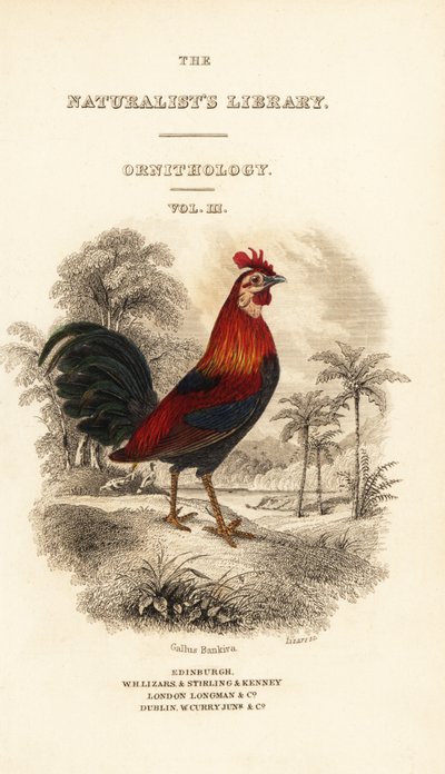 带有红色原鸡 (Javan), Gallus gallus bankiva 小插图的标题页 作者 威廉家蜥蜴队