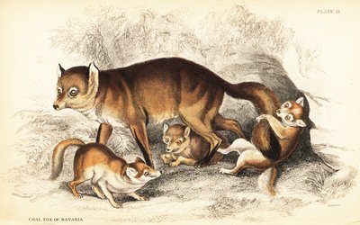 红狐的变种，Vulpes vulpes和幼崽（巴伐利亚的煤狐，Vulpes alopex）。 作者 威廉家蜥蜴队