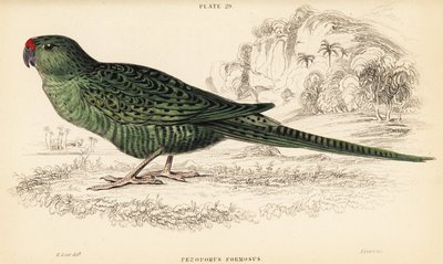西部地面鹦鹉，Pezoporus flaviventris 作者 威廉家蜥蜴队