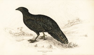 西部角雉或西部角雉，雌性，Tragopan melanocephalus 作者 威廉家蜥蜴队