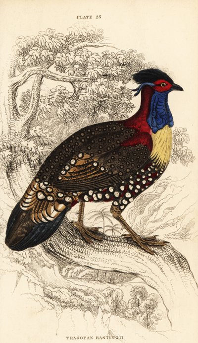 Western tragopan or western horned tragopan, male, Tragopan melanocephalus 作者 威廉家蜥蜴队