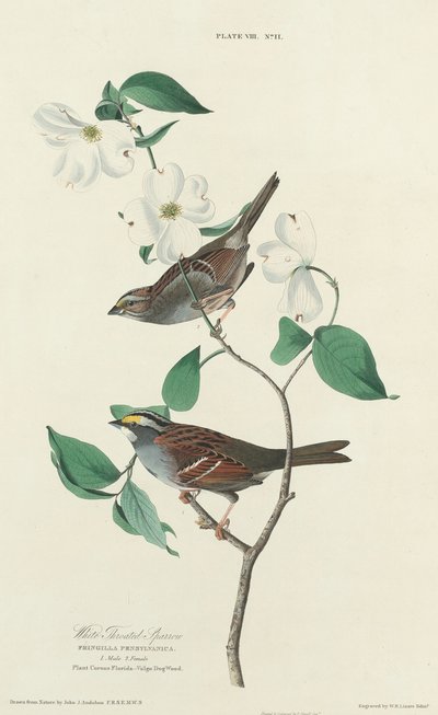 白喉麻雀，1827年。 作者 威廉家蜥蜴队