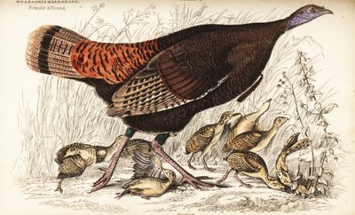 野生火鸡，雌性和幼体，Meleagris gallopavo 作者 威廉家蜥蜴队