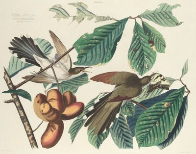 黄嘴布谷鸟，1827年。 作者 William Home Lizars