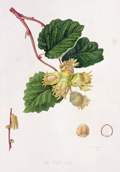 The Cob Nut，1816 作者 威廉胡克