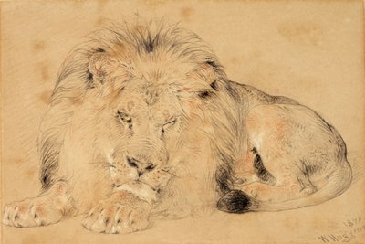 研究狮子，1879年（粉笔在纸上） 作者 威廉·哈金斯