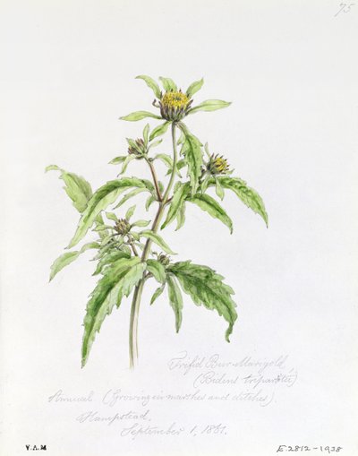 Trifid Burr-Marigold，于1861年9月1日在汉普斯特德绘制 作者 威廉·詹姆斯·林顿