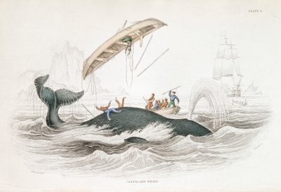 袭击格陵兰岛的鲸鱼，它把一艘袭击的船只抛了出去，1837年。 作者 威廉·贾丁