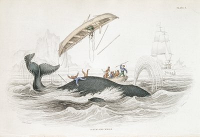 用鱼叉敲击格陵兰鲸，鲸鱼击沉了一艘攻击船只。摘自 William Jardine 的《自然主义者图书馆》：普通鲸目动物》，爱丁堡 作者 威廉·贾丁