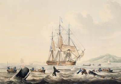 南海捕鲸，威廉-约翰-哈金斯（1781-1845）的雕刻作品，44x57厘米 作者 威廉·约翰·哈金斯