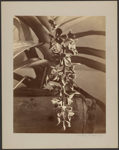 锡兰兰花 作者 威廉·路易斯·亨利·斯基恩