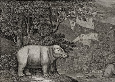 好望角的河马，发表于“世界的一般观点”，1807年 作者 威廉·马歇尔·克雷格