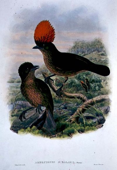 苏巴拉里斯(Amblyornis Subalaris)(彩色平印) 作者 威廉·马修·哈特