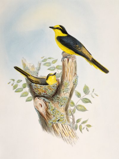 褐腰子狸（Pericrocotus cantonensis），石版画，选自《亚洲鸟类》。 作者 威廉·马修·哈特