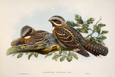 红颈夜莺（Caprimulgus ruficollis），石版画，选自《大不列颠的鸟》。 作者 威廉·马修·哈特