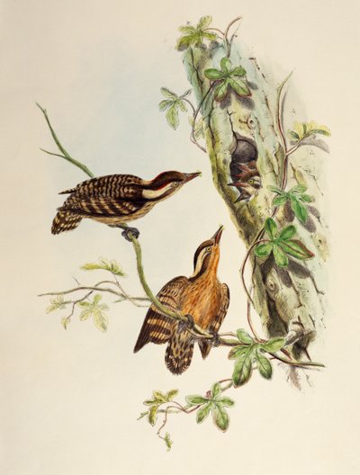 巽他啄木鸟（Dendrocopos moluccensis），石版画，来自《亚洲鸟类》。 作者 威廉·马修·哈特