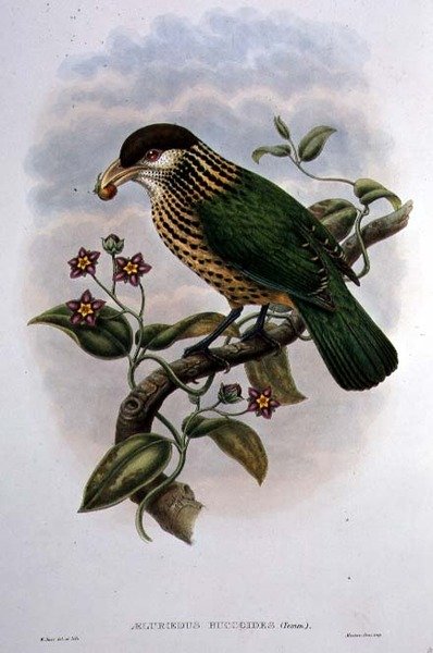 白耳猫鸟 - Ailuroedus Buccoides（彩色平版）。 作者 威廉·马修·哈特