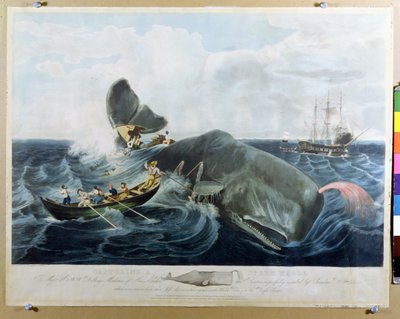 1835年出版的由J.希尔雕刻的抹香鲸捕获 作者 威廉·佩奇
