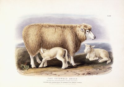 科茨沃尔德（Cottswold）母羊，8岁，1840-1842年 作者 威廉·希尔斯