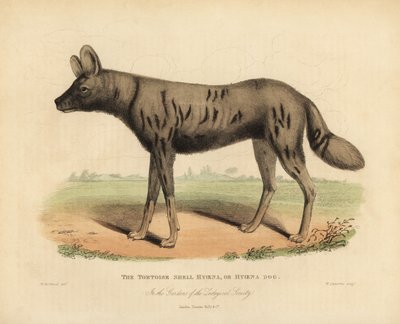African hunting dog, Lycaon pictus. 作者 威廉·斯梅利