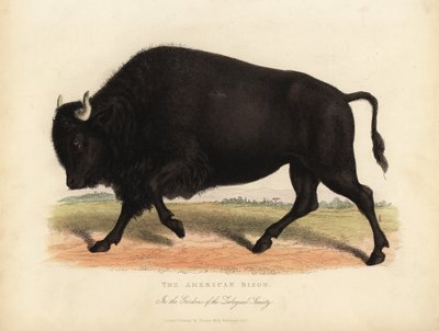 美国野牛或水牛，Bison bison。 作者 威廉·斯梅利