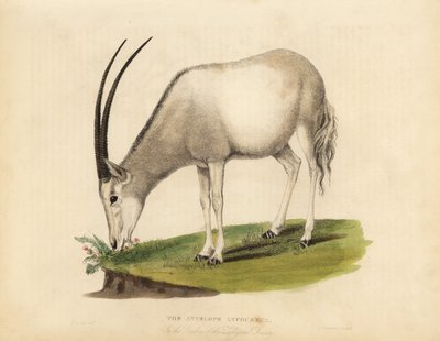 Arabian oryx or white oryx, Oryx leucoryx. Vulnerable. 作者 威廉·斯梅利