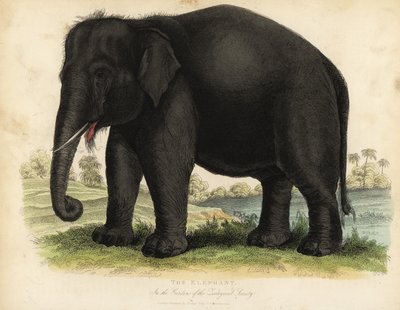 亚洲象，Elephas maximus，濒临灭绝。 作者 威廉·斯梅利