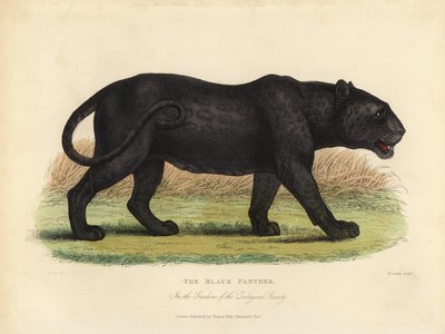 黑豹、Panthera pardus 或 Panthera onca。 作者 威廉·斯梅利
