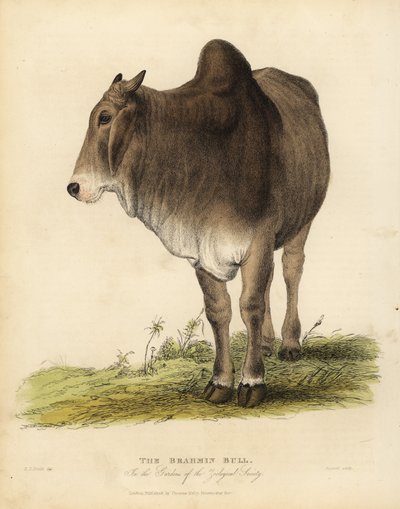Brahma breed of zebu cattle, Bos taurus indicus. 作者 威廉·斯梅利