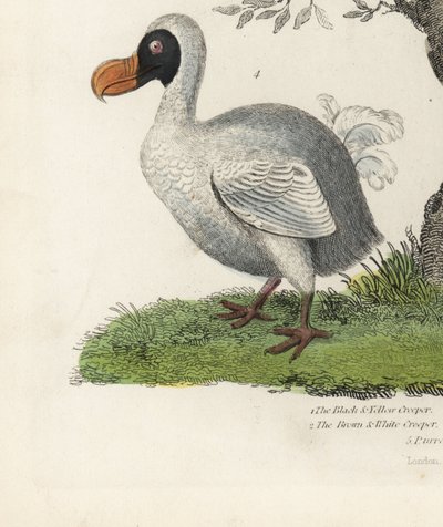 Dodo，Raphus cucullatus，已灭绝的不会飞的鸟（以前是Didus ineptus）。手绘铜版画，作者不详，出自William Smellie的《自然史》。 作者 威廉·斯梅利