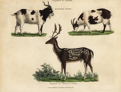Domestic goats and fallow or venison deer. 作者 威廉·斯梅利