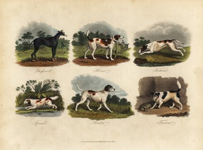 灰狗、猎犬、猎狐犬、西班牙猎犬、尖头犬、梗犬。 作者 威廉·斯梅利
