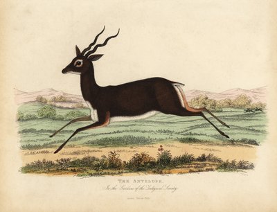 Indian antelope or blackbuck, Antilope cervicapra. 作者 威廉·斯梅利