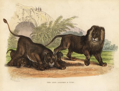 狮子、母狮和幼狮, Panthera leo. 作者 威廉·斯梅利