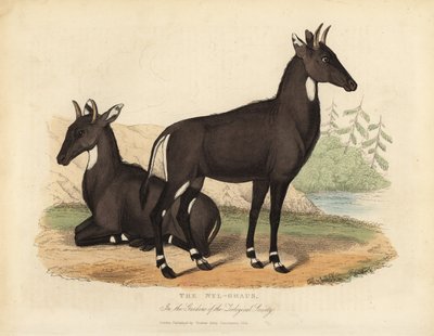 尼尔盖或蓝公牛，Boselaphus tragocamelus。 作者 威廉·斯梅利